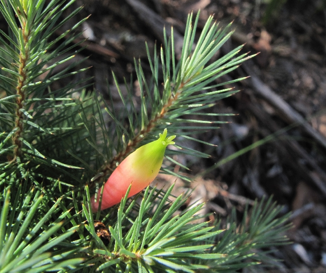 Astroloma pinifolium