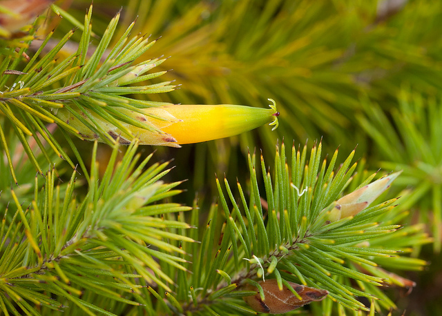 Astroloma pinifolium