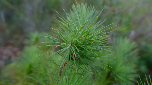Astroloma pinifolium
