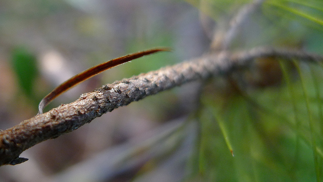 Astroloma pinifolium