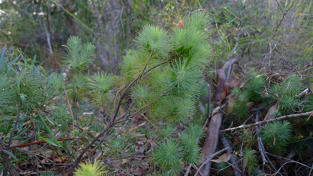 Astroloma pinifolium