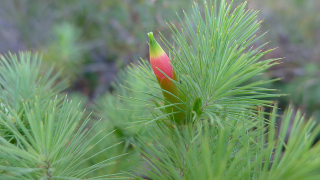 Astroloma pinifolium