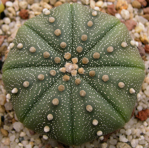 Cactus oursin (Astrophytum asterias)