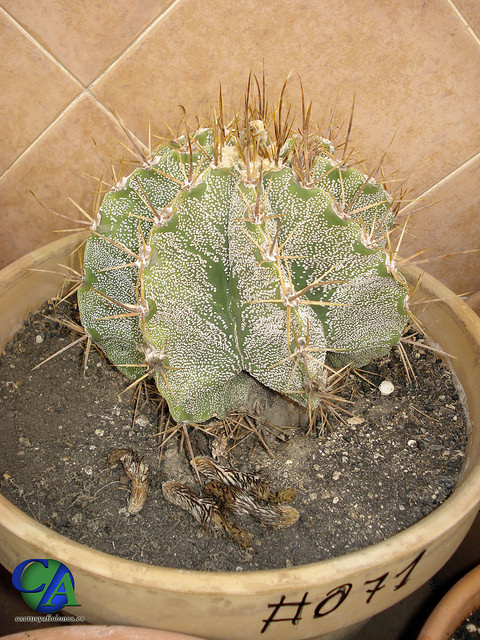 Astrophyte ornée
