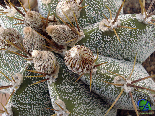 Astrophyte ornée