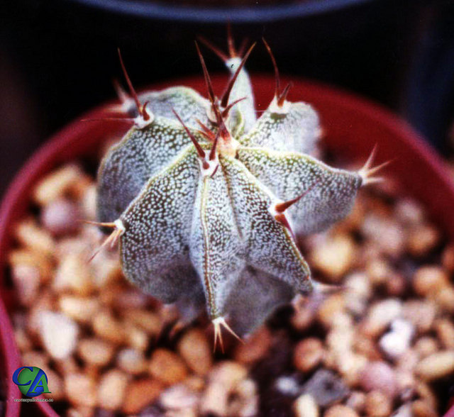 Astrophyte ornée