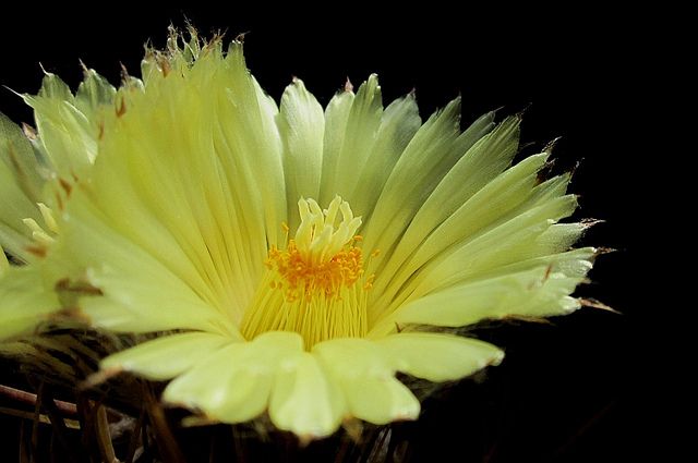 Astrophyte ornée