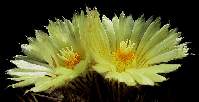 Astrophyte ornée
