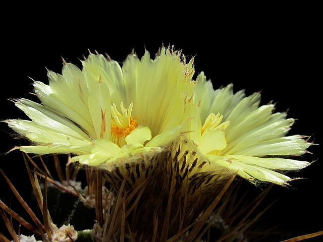 Astrophyte ornée (Astrophytum ornatum)