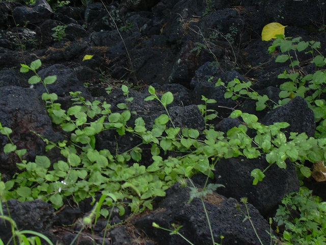 Asystasia gangetica