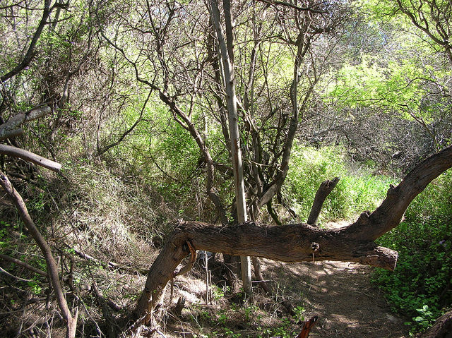 Asystasia gangetica
