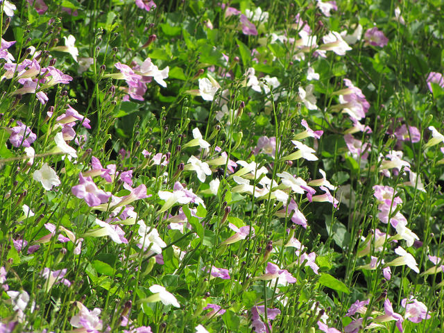 Asystasia gangetica (Asystasia gangetica)