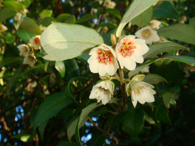 Atherosperma