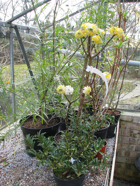 Atherosperma