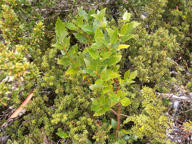 Atherosperma