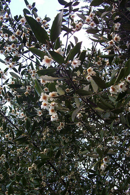 Atherosperma