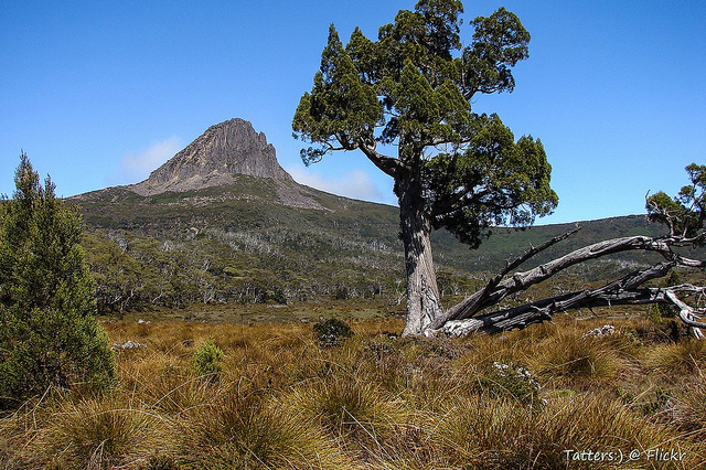 Athrotaxis cupressoides