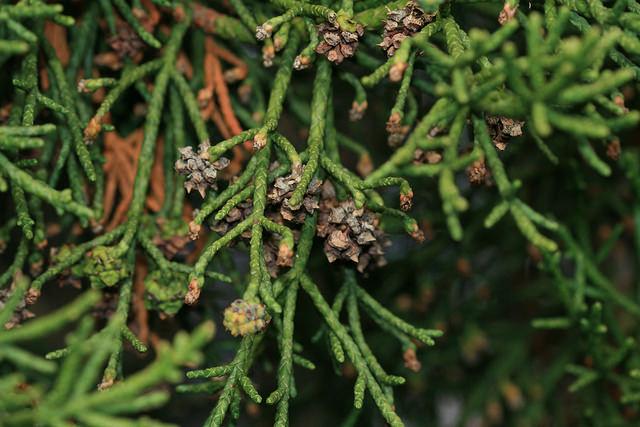 Athrotaxis cupressoides