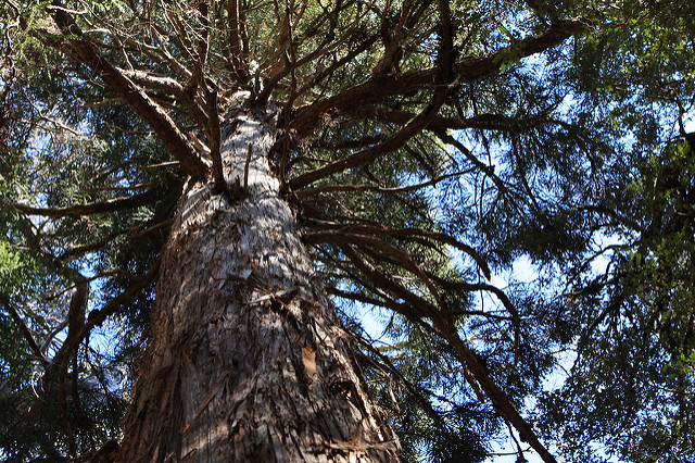 Athrotaxis cupressoides