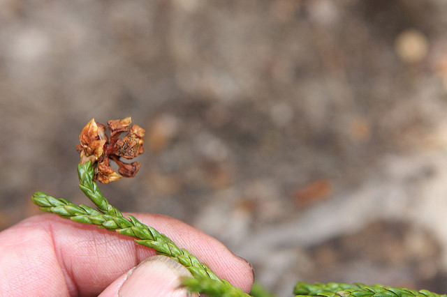 Athrotaxis cupressoides (Athrotaxis cupressoides)