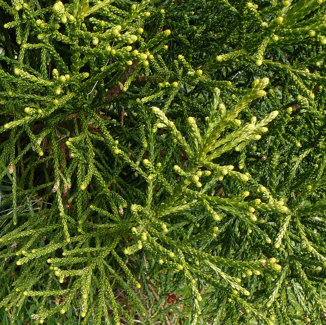Athrotaxis laxifolia
