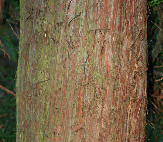 Athrotaxis laxifolia