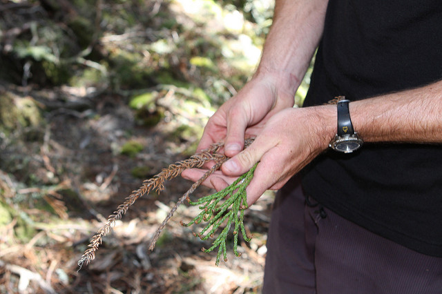 Athrotaxis laxifolia