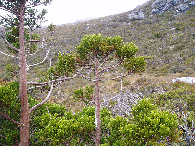 Athrotaxis selaginoides