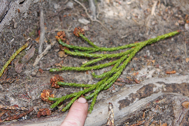 Athrotaxis selaginoides