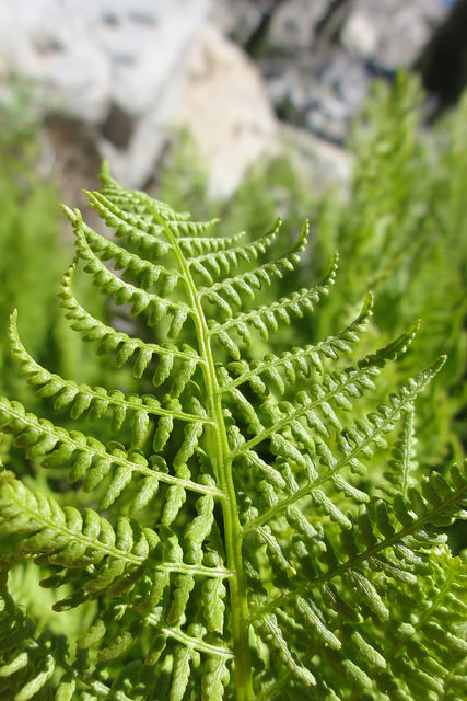 Athyrium alpestre
