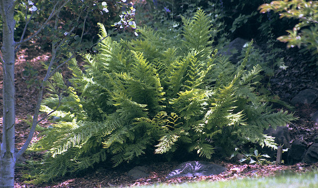 Athyrium alpestre