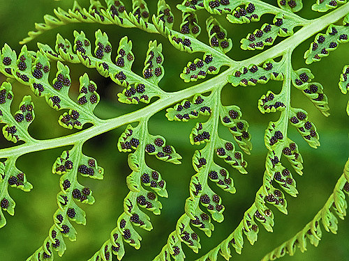 Athyrium alpestre