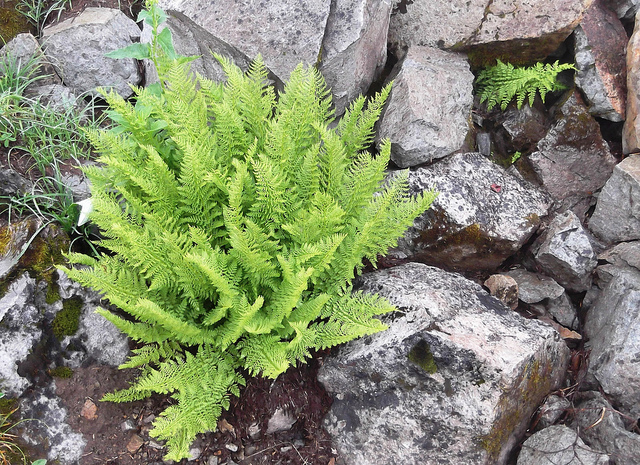 Athyrium alpestre