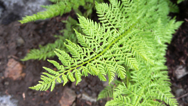 Athyrium alpestre