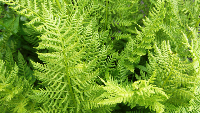 Athyrium alpestre (Athyrium distentifolium)