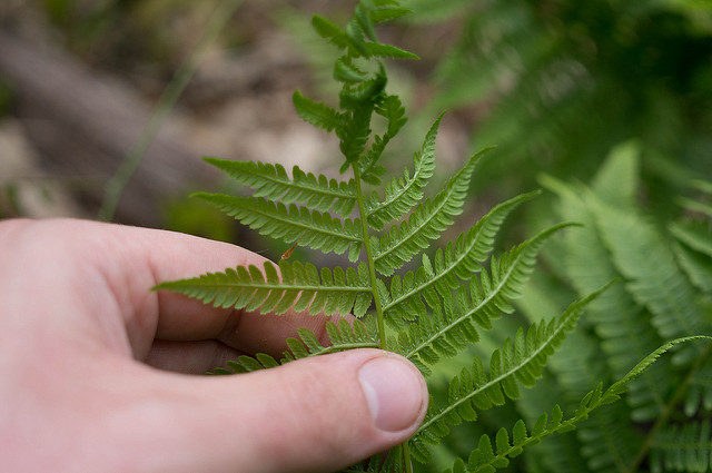 Fougère femelle (Athyrium filix-femina)