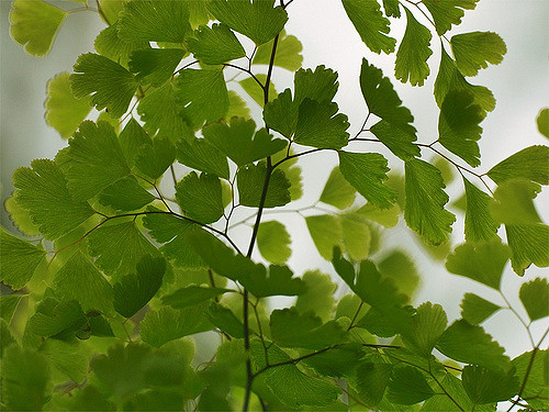 Athyrium otophorum (Athyrium otophorum)