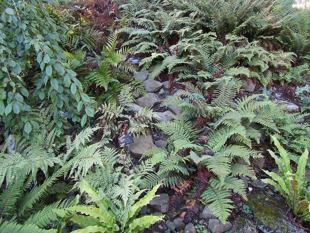 Athyrium otophorum