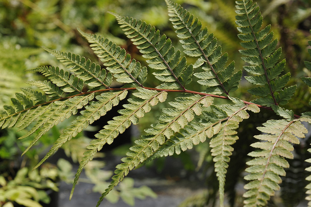 Athyrium otophorum