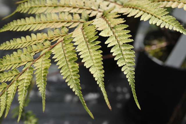 Athyrium otophorum