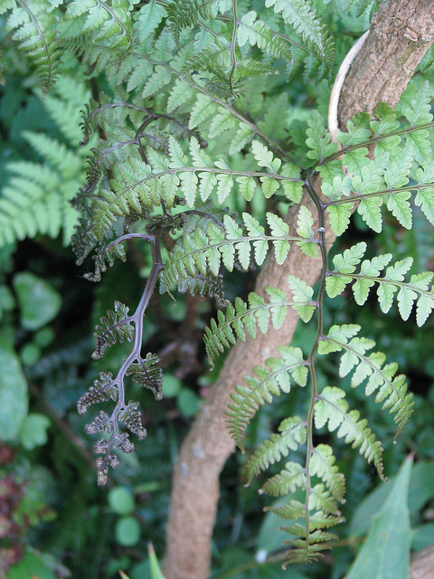 Athyrium otophorum