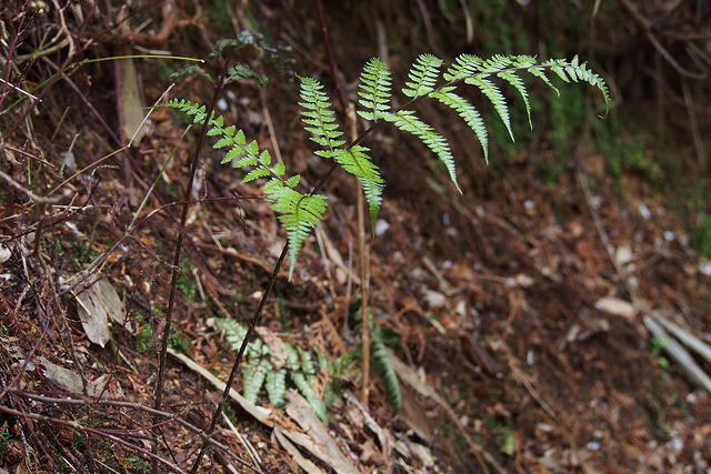Athyrium vidalii (Athyrium vidalii)