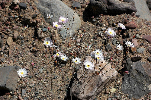 Atrichoseris platyphylla