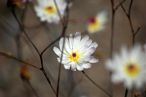 Atrichoseris platyphylla