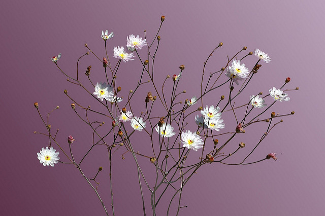 Atrichoseris platyphylla