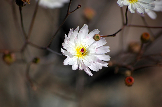Atrichoseris platyphylla