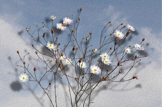 Atrichoseris platyphylla