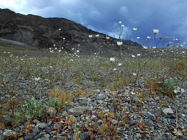 Atrichoseris platyphylla (Atrichoseris platyphylla)