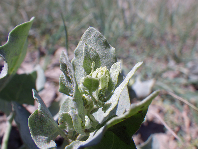 Atriplex argentea (Atriplex argentea)