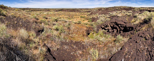 Atriplex californica